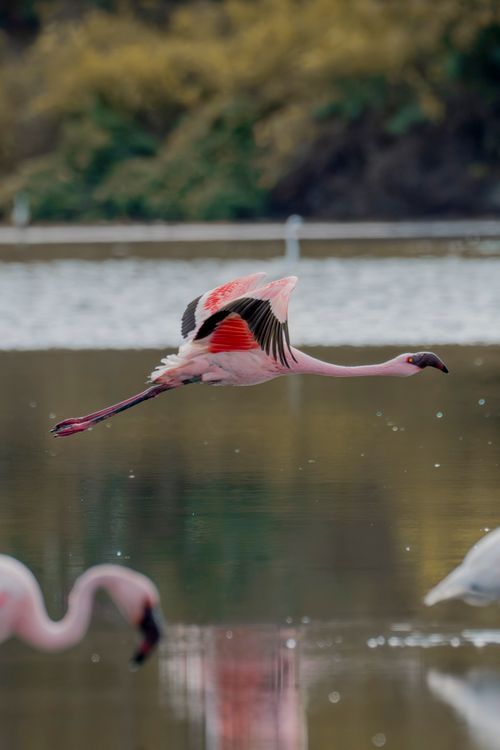 Free Graceful flamingo captured mid-flight over serene lake in Pargaon Dungi, India. Stock Photo