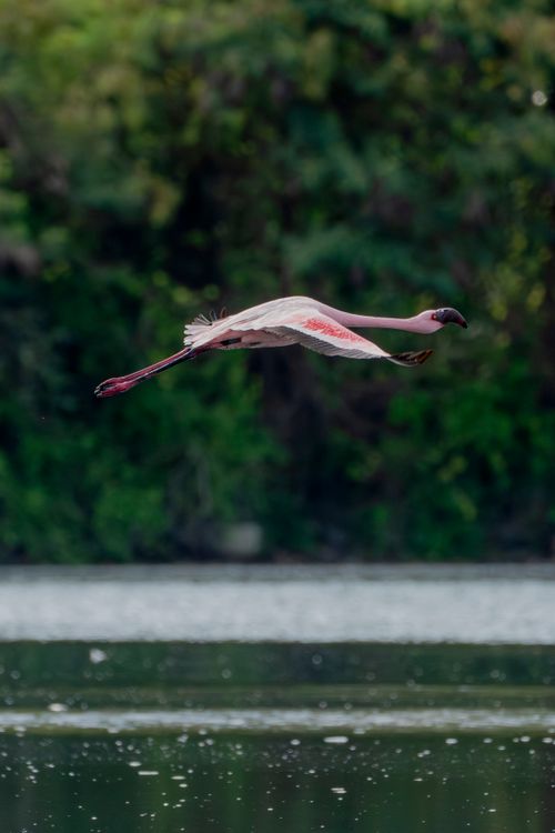 Free A beautiful flamingo in flight over a peaceful water body, set against lush greenery of Pargaon Dungi, India. Stock Photo