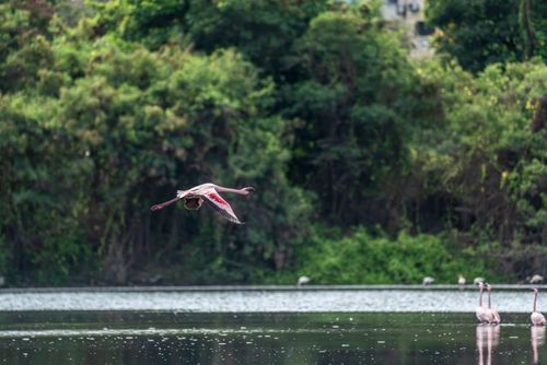 Free A vibrant flamingo gracefully flying over a serene lake surrounded by lush greenery in Pargaon Dungi, India. Stock Photo