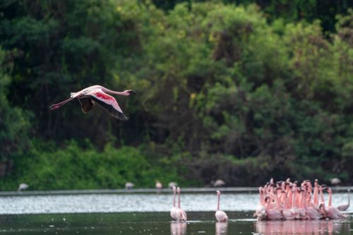 Free A flamingo gracefully flies over a serene lake surrounded by lush greenery in Pargaon Dungi, India. Stock Photo