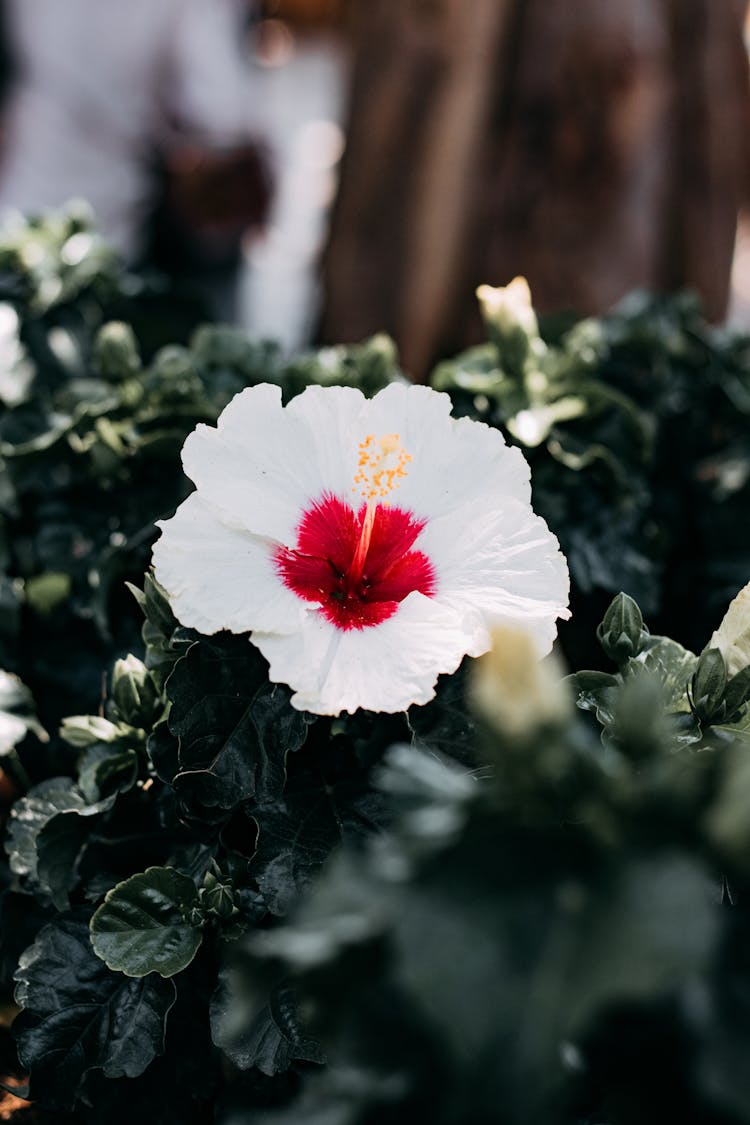 A Beautiful White Hibiscus On Garden