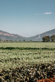 蔚蓝的天空下，山丘与碧绿的农田相映成趣，非常适合农业主题
