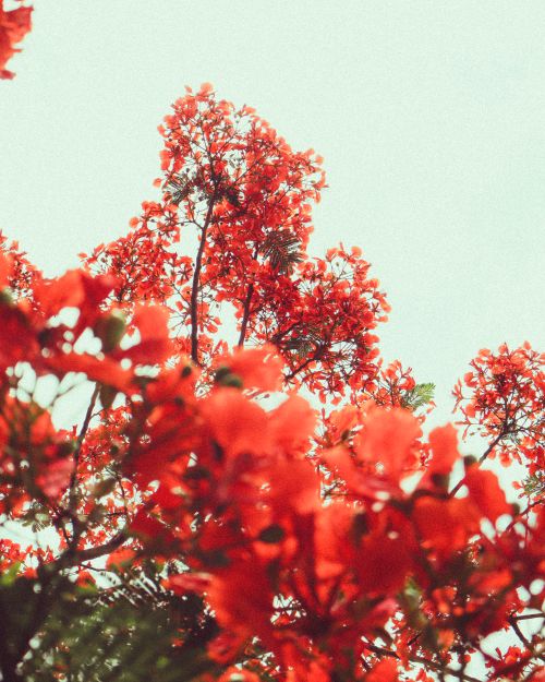 Free A view of bright red blossoms from below, set against a serene clear sky. Stock Photo
