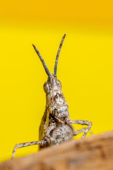 Macro shot of a grasshopper with detailed texture against a vibrant yellow backdrop.