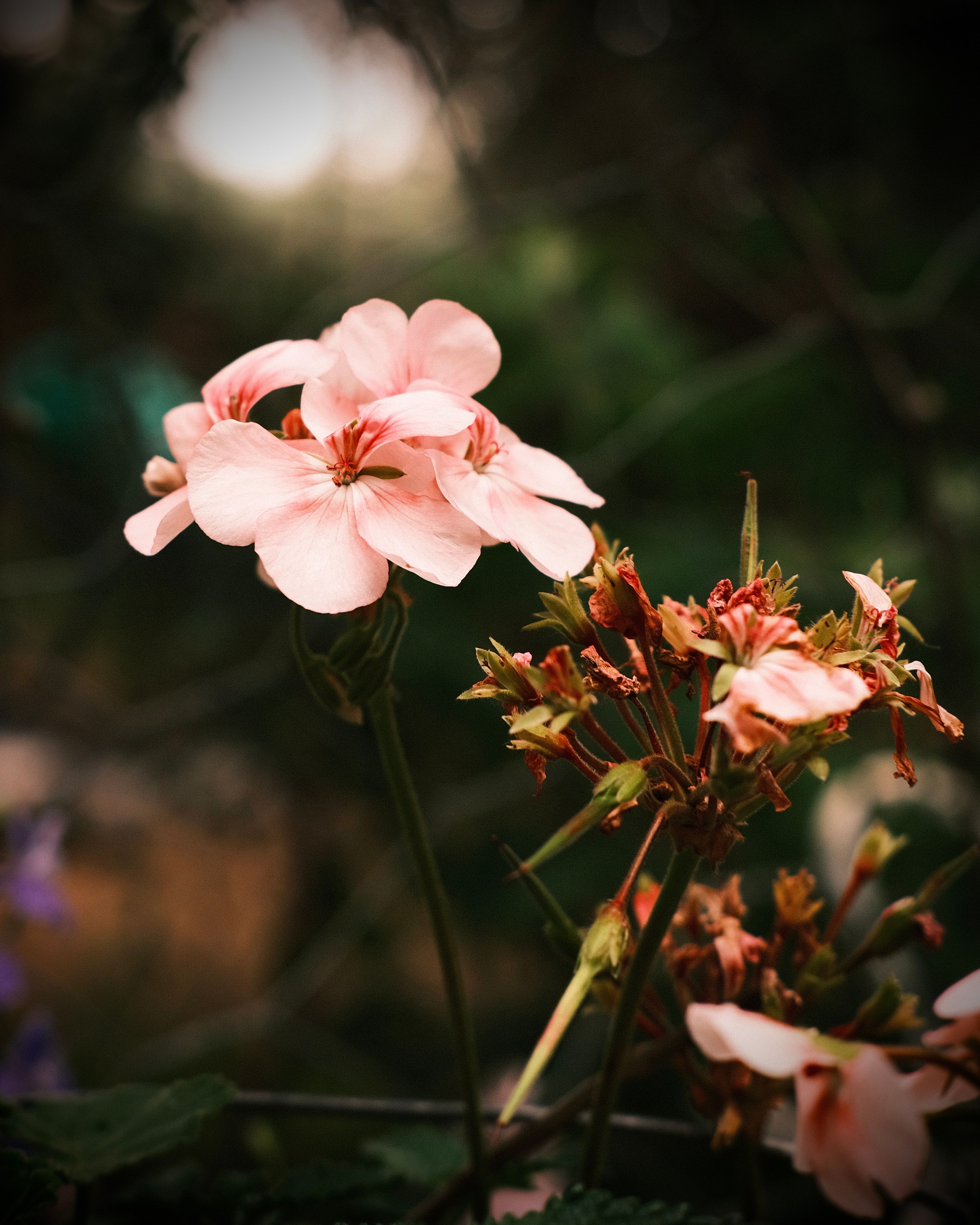 [ColoSach]-a-detailed-view-of-pink-geranium-flowers-blooming-in-a-natural-setting-with-soft-lighting.