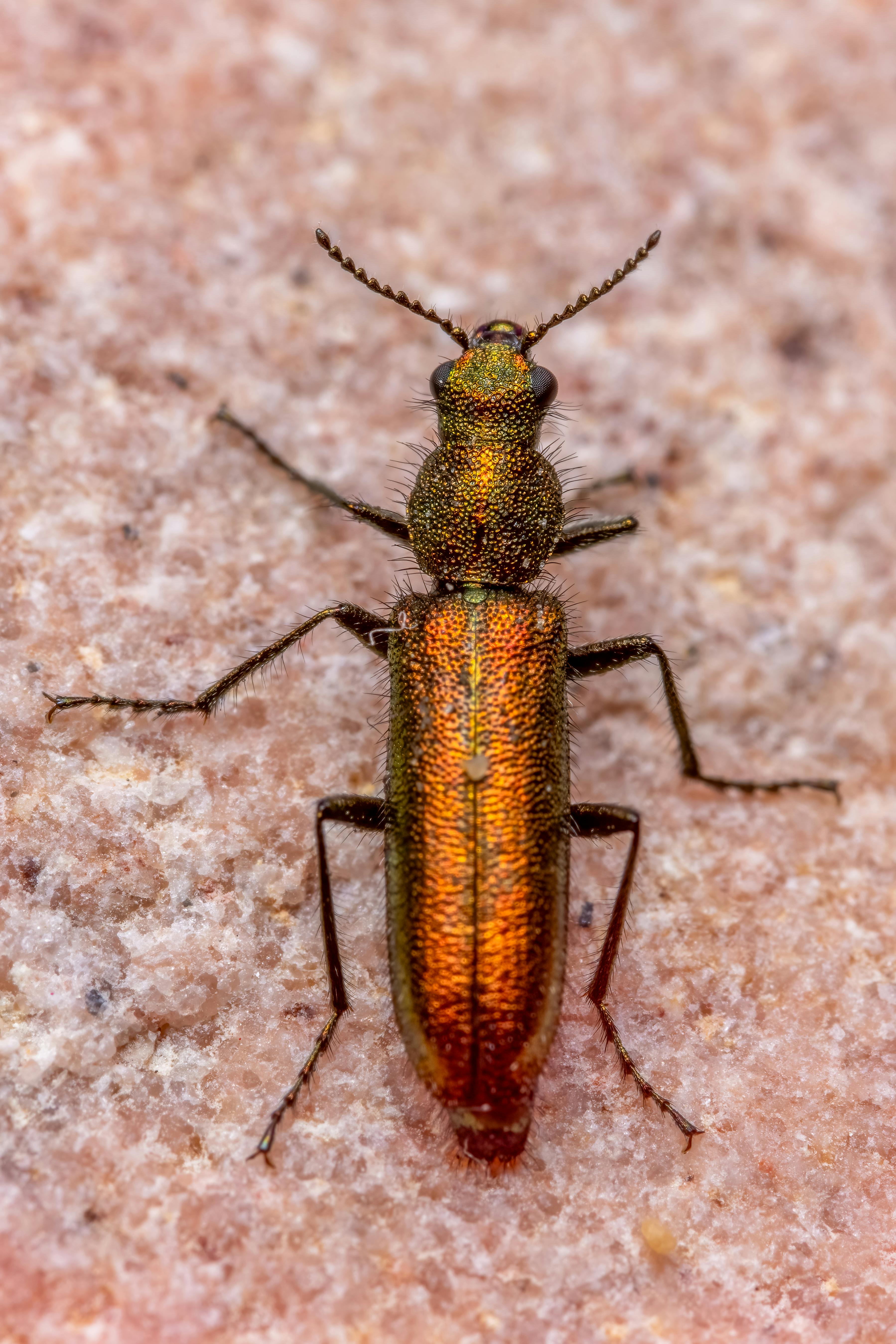 Close-up image of an iridescent beetle with metallic sheen captured in Valencia.