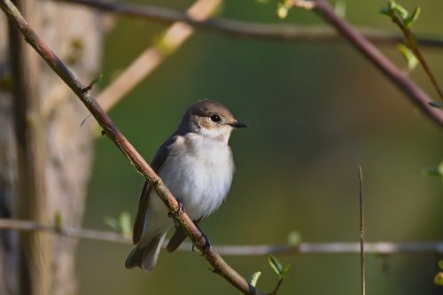 Free A detailed close-up image of a pied flycatcher resting on a branch in a natural setting. Stock Photo