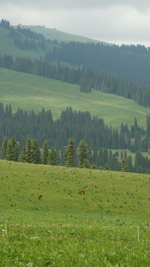 Free Vast green landscapes with rolling hills and scattered grazing horses in Xinjiang, China. Stock Photo