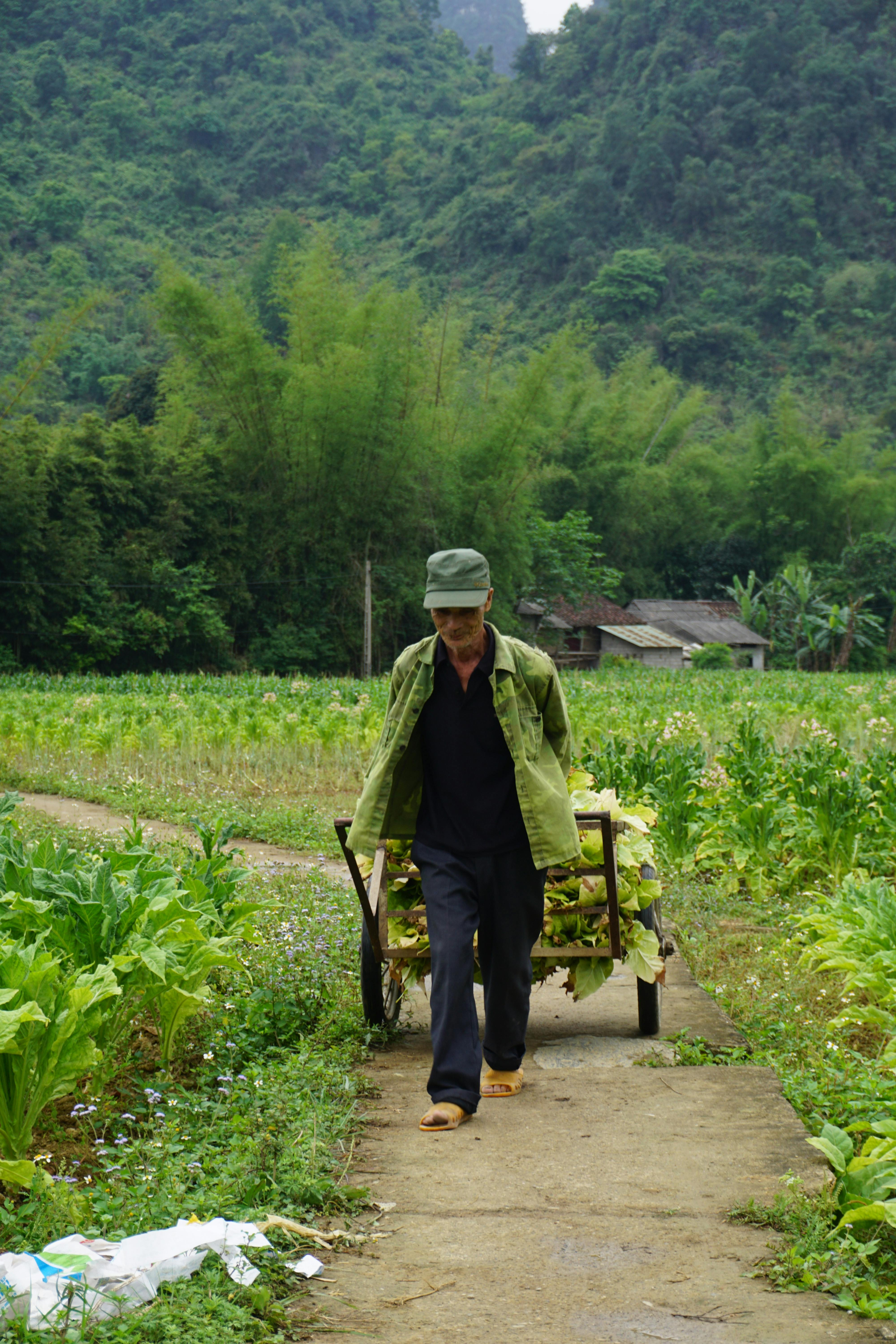 Local farmer harvesting tobacco in the scenic countryside of Dam Thuy, Cao Bang, Vietnam.