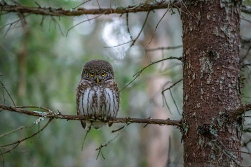 Brown Owl Perched on Brown Tree Branch
