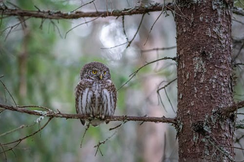 Brown Owl Empoleirado Em Um Galho De árvore Marrom