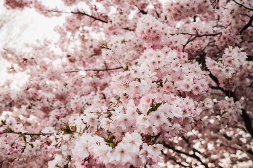 Free Stunning cherry blossom trees in full bloom in Chicago, capturing the essence of spring's beauty. Stock Photo
