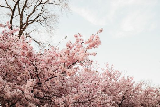 Beautiful cherry blossoms in full bloom during spring at a park in Chicago, Illinois.