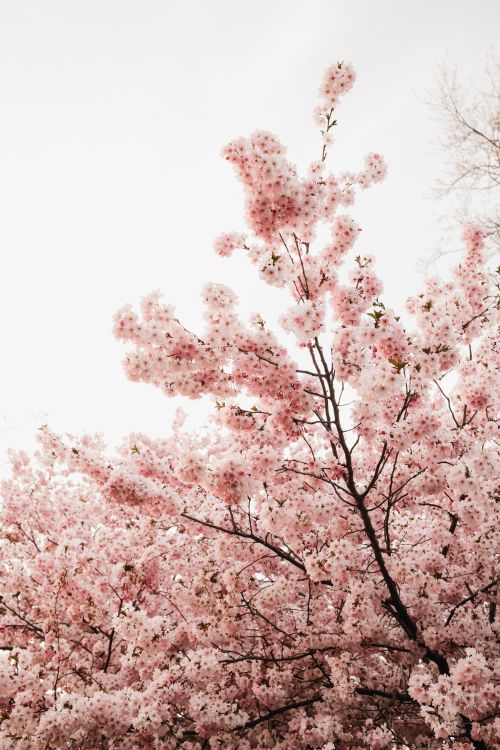 Free Beautiful cherry blossom trees in full bloom in a Chicago park during spring. Stock Photo