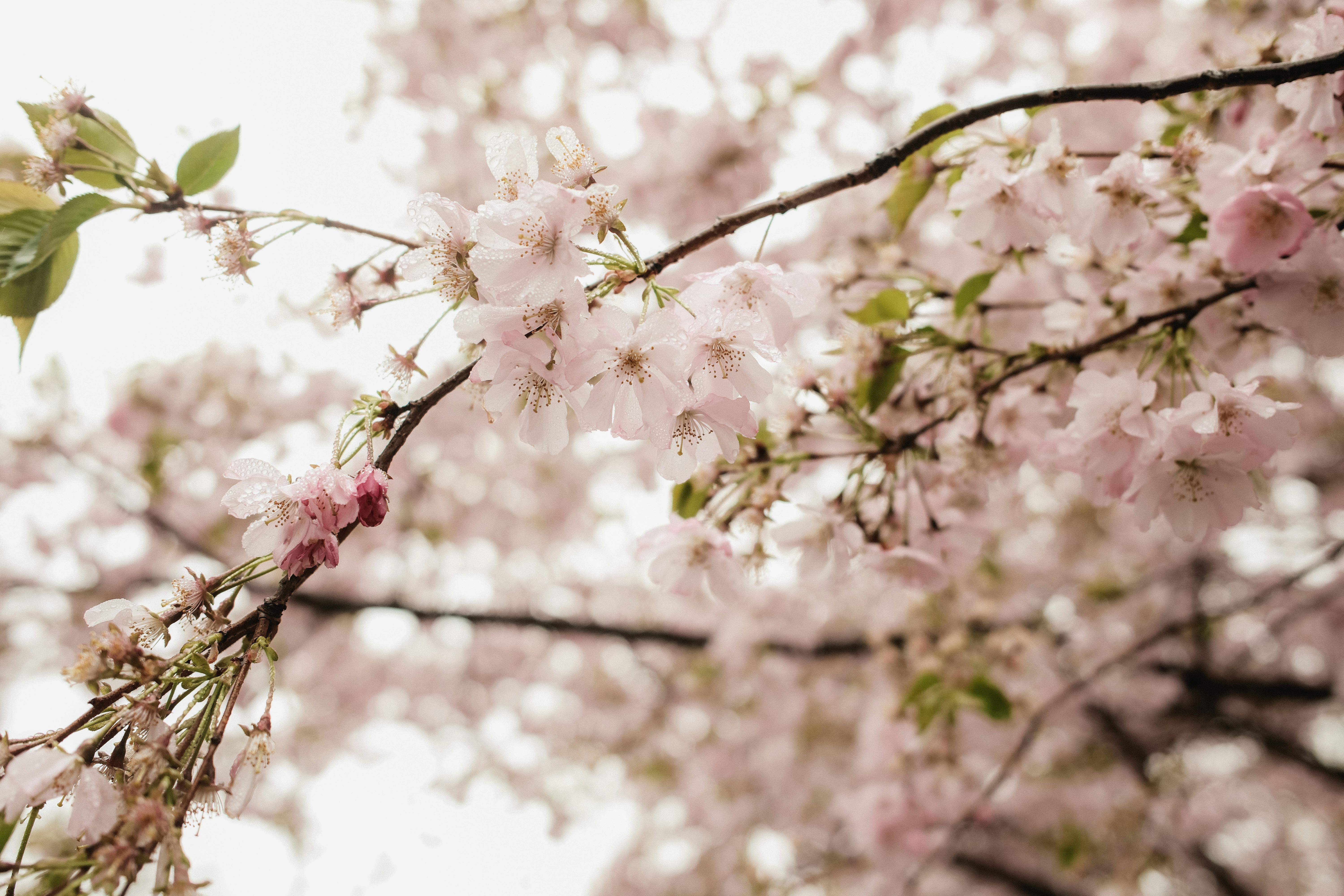 Close-up of cherry blossoms on a tree branch in Chicago, capturing spring's beauty.