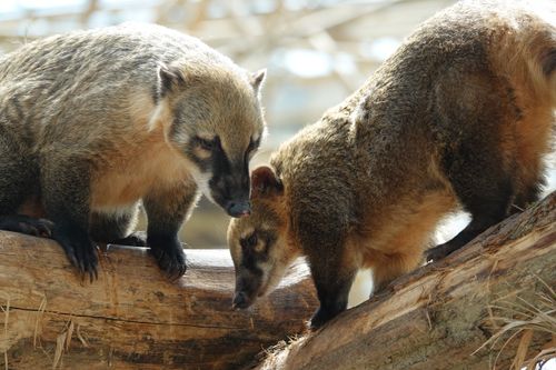 Free Two white-nosed coatis explore a naturalistic zoo habitat on wooden branches. Stock Photo