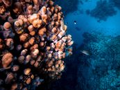 探索充满多样海洋生物的、水下深处充满活力的珊瑚礁