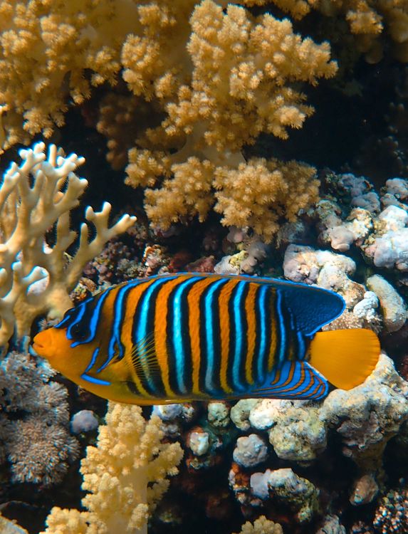 Kostenloses Foto Zum Thema Atlantischer Ozean Blaues Wasser Delfine kostenloses-foto-zum-thema-atlantischer-ozean-blaues-wasser-delfine
