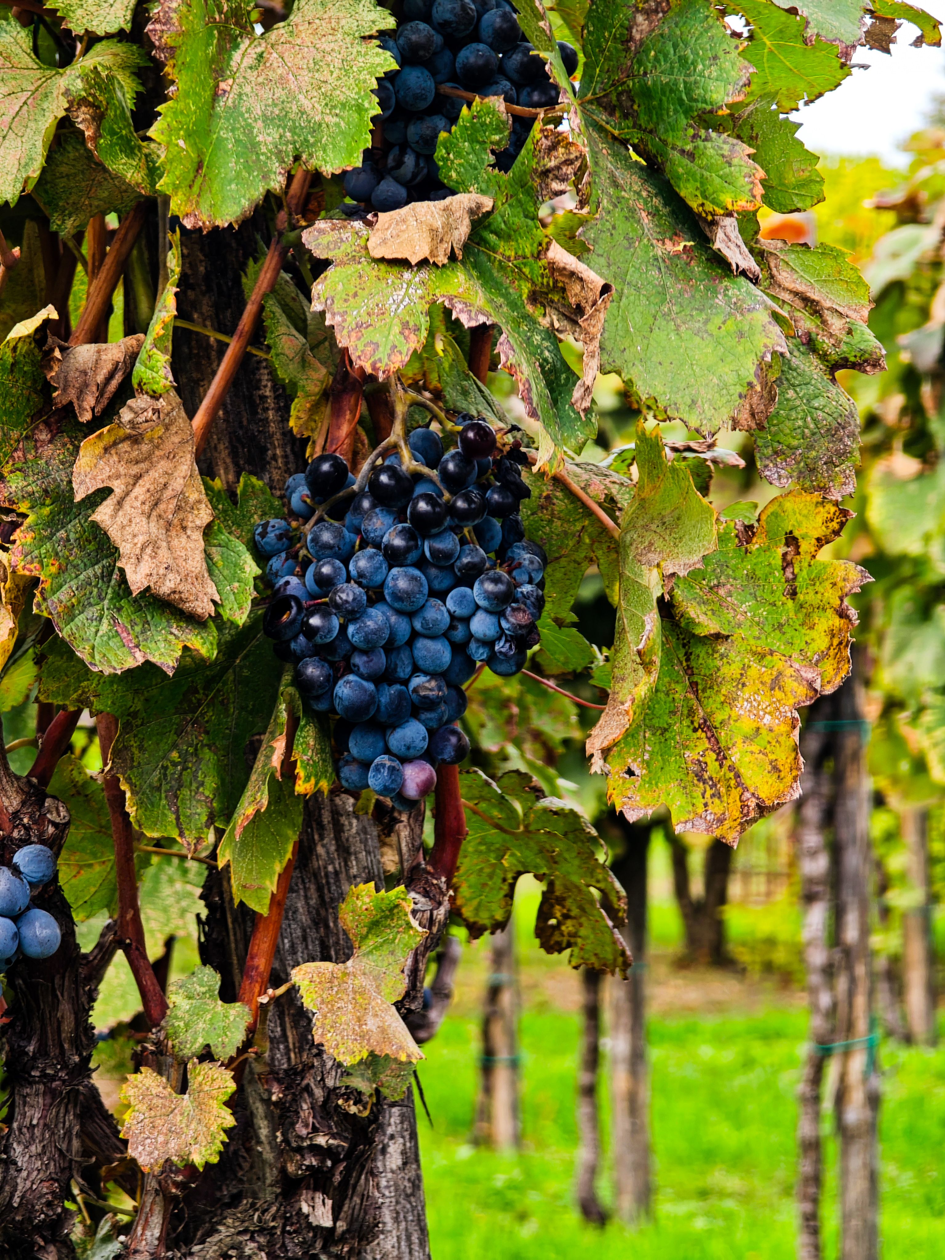 Close-up of ripe grapes on a vine in a vineyard during autumn.