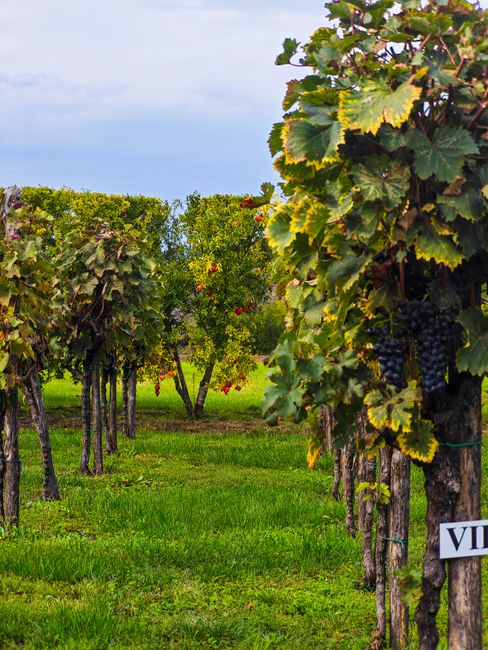 Explore a verdant vineyard in Georgia showcasing rich grapevines during the summer.