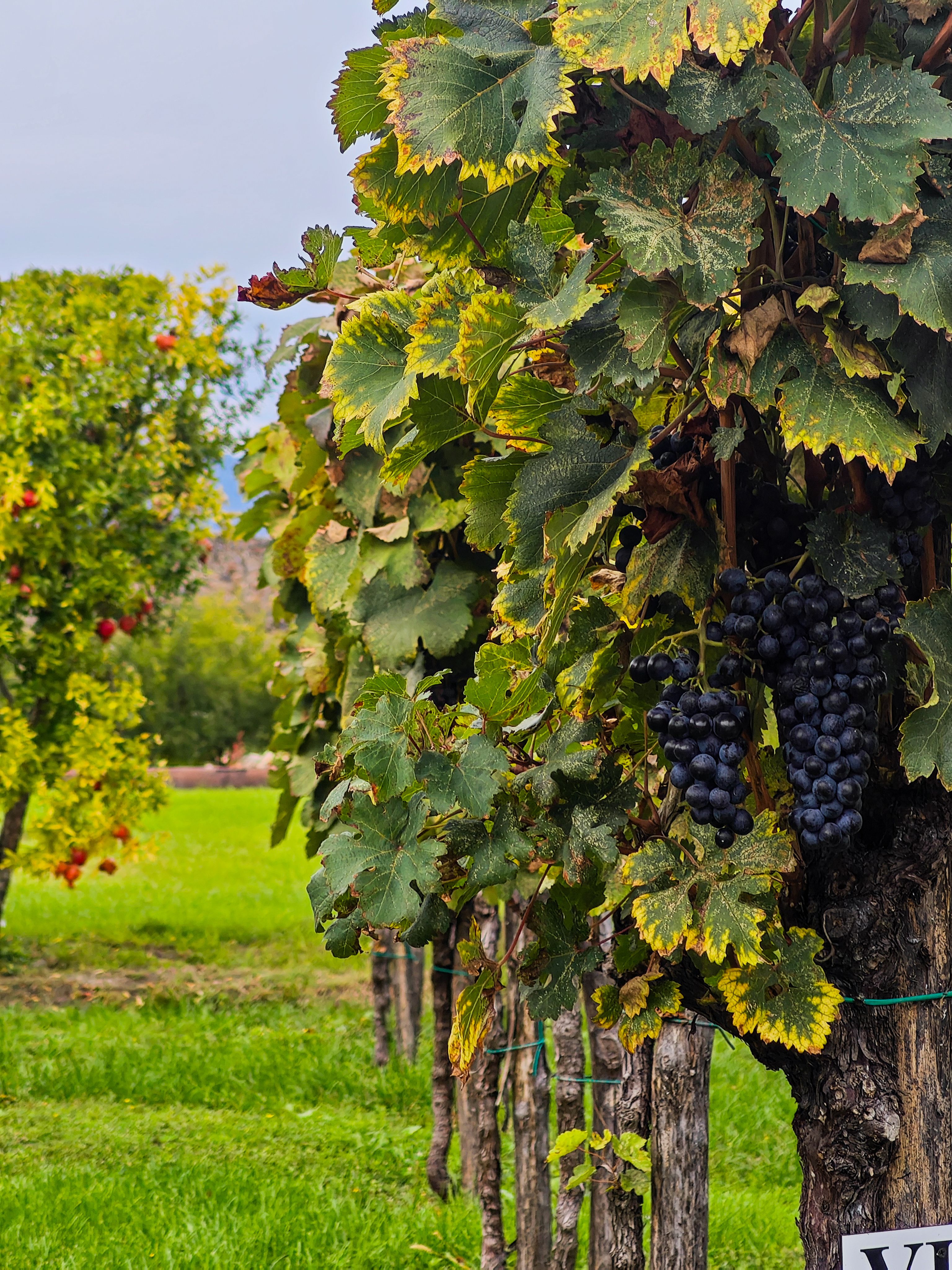 Vibrant vineyard scene in Georgia showcasing ripe grape clusters and lush foliage.