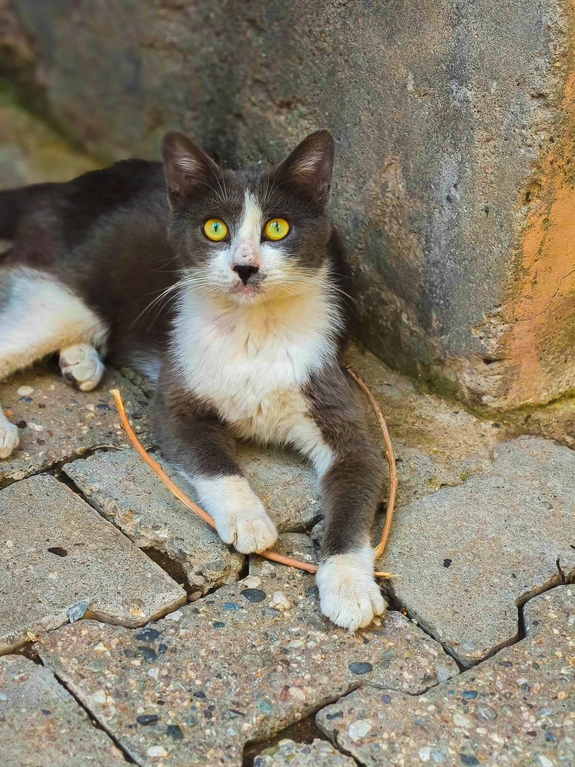 Cute Cat Resting on Stone Pavement · Free Stock Photo