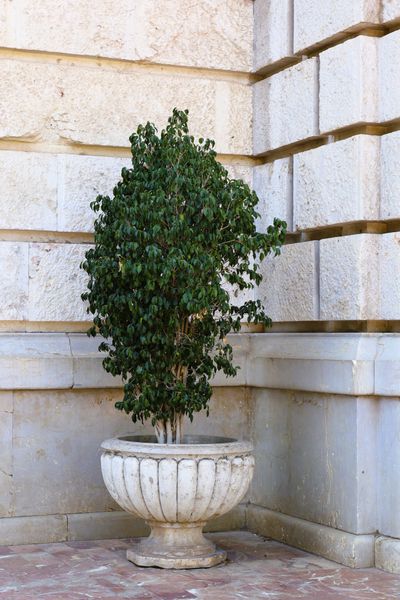 Artificial Outdoor Trees — Ficus
