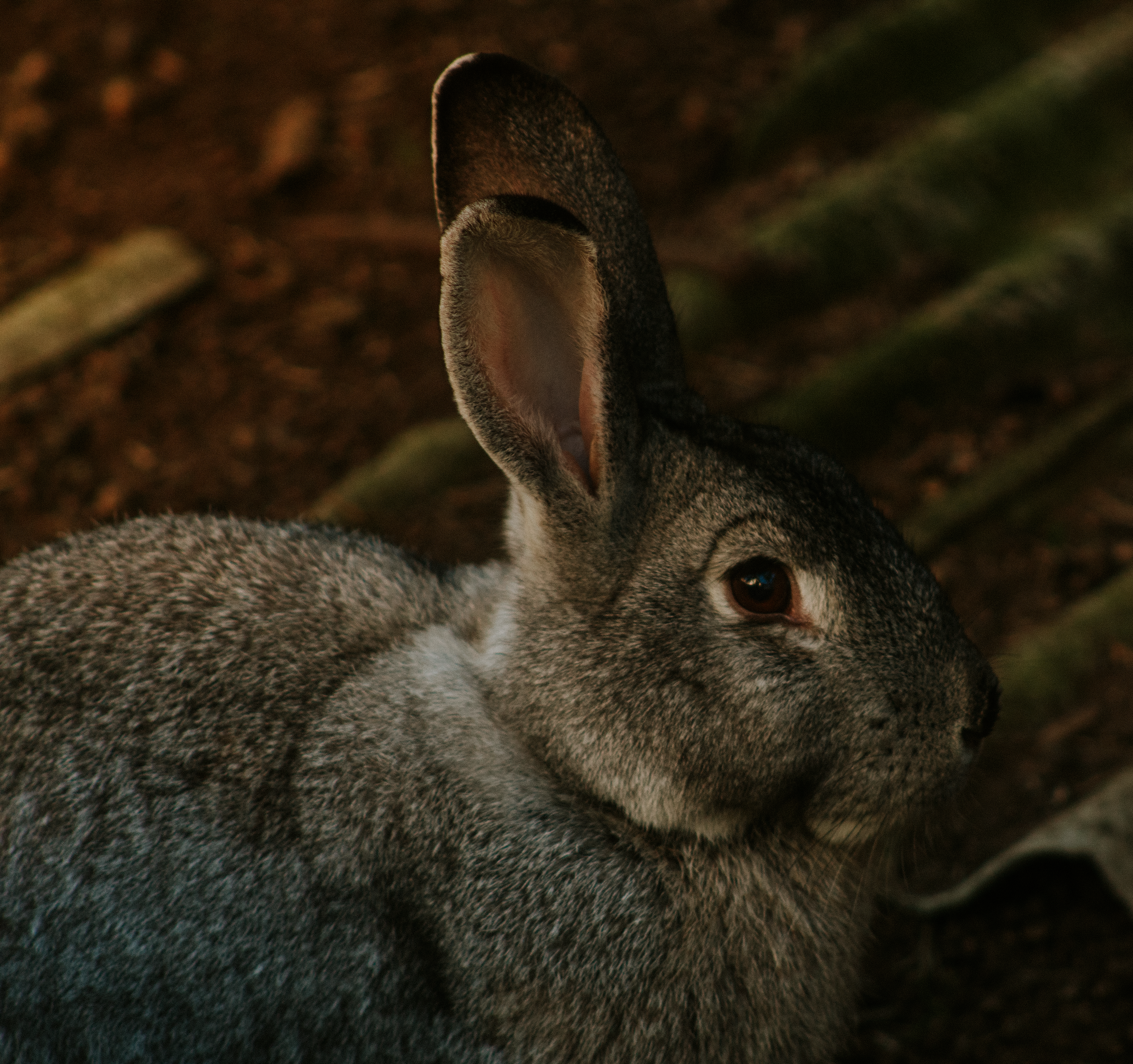 Veterinary care for a rabbit