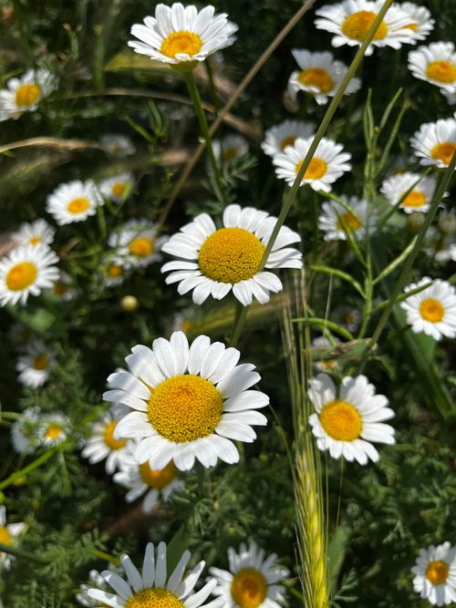 Free Vibrant daisies bloom in a summer meadow under sunlight. Stock Photo