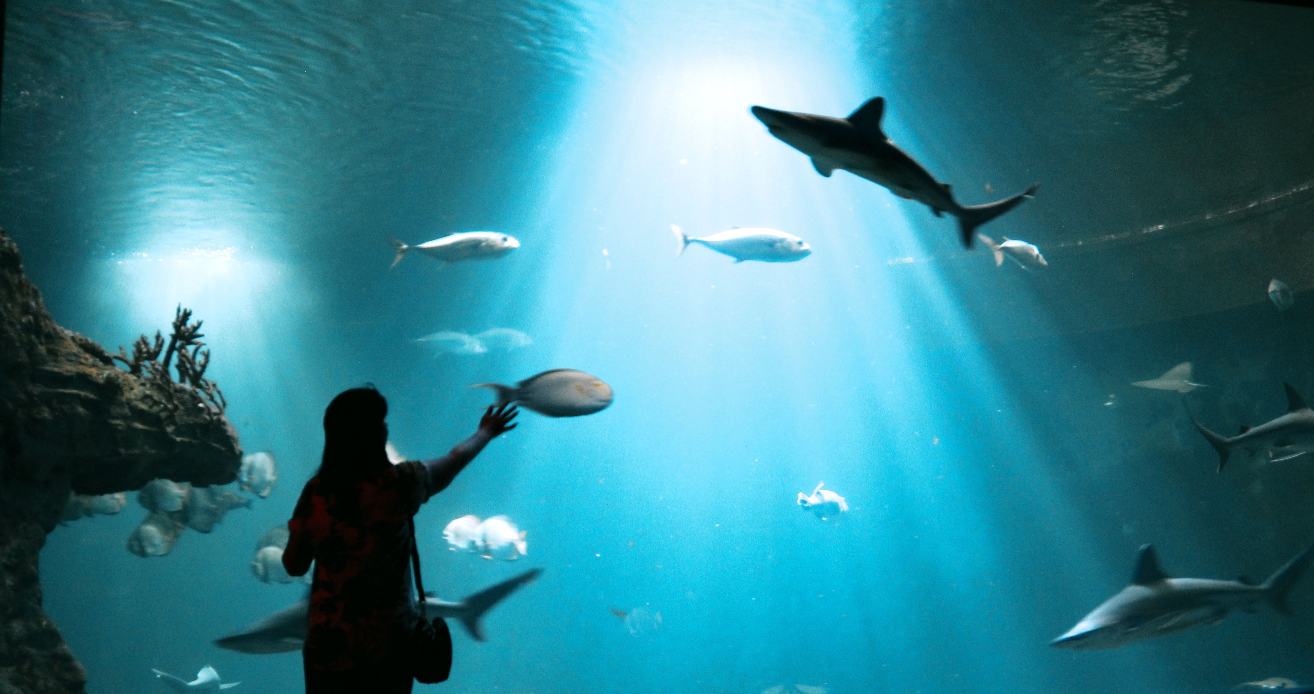 Silhouette of a person observing various fish and sharks in an aquarium with dramatic lighting.