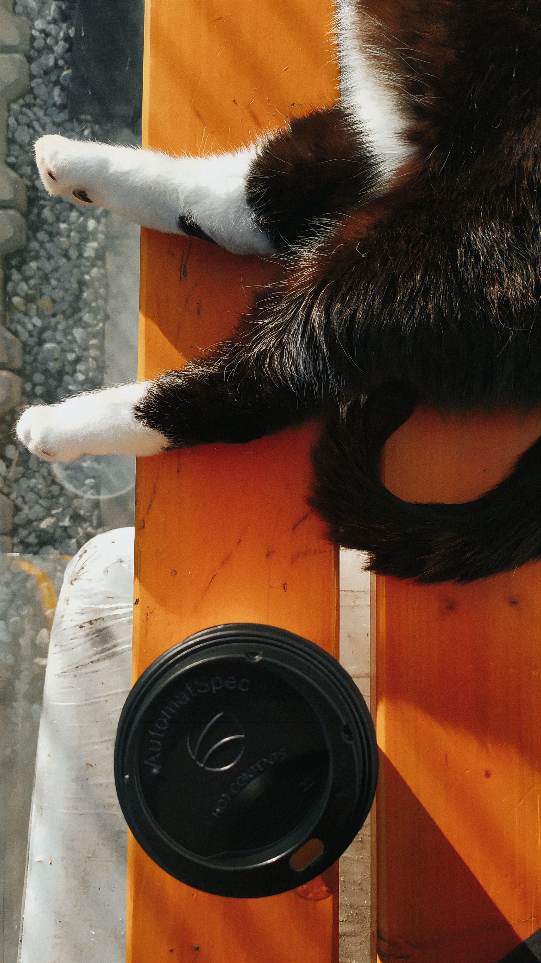 Black and white cat relaxing on a sunny bench next to a coffee cup. Relaxing outdoor moment.