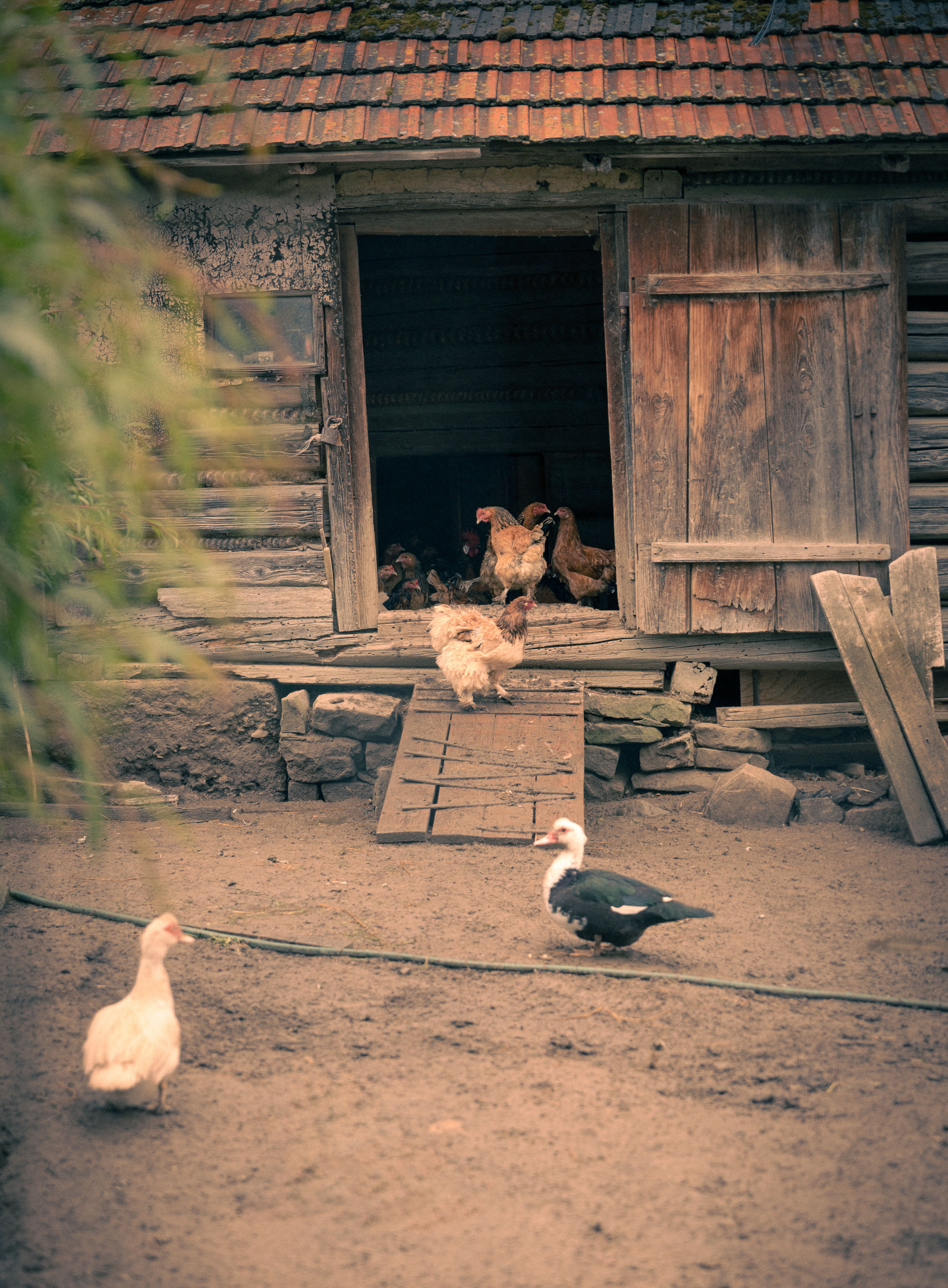 Complete turnkey poultry farm