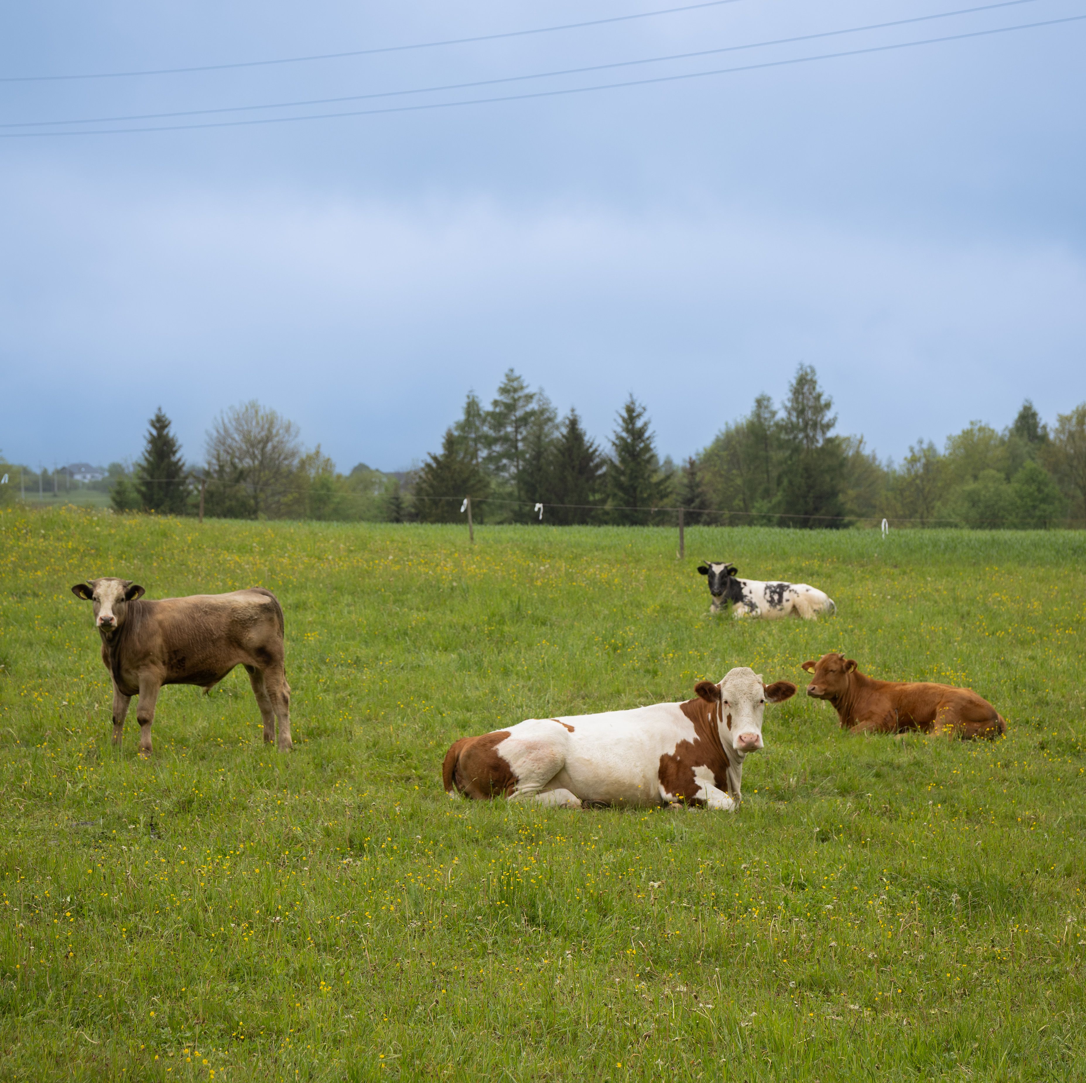 dairy cows farm sustainable agriculture green field