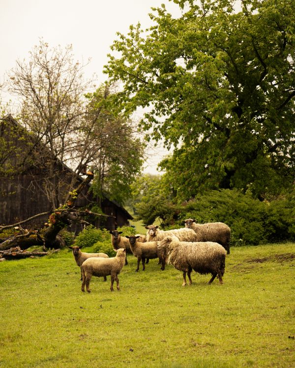 Rustic Farm Scene with Grazing Sheep · Free Stock Photo