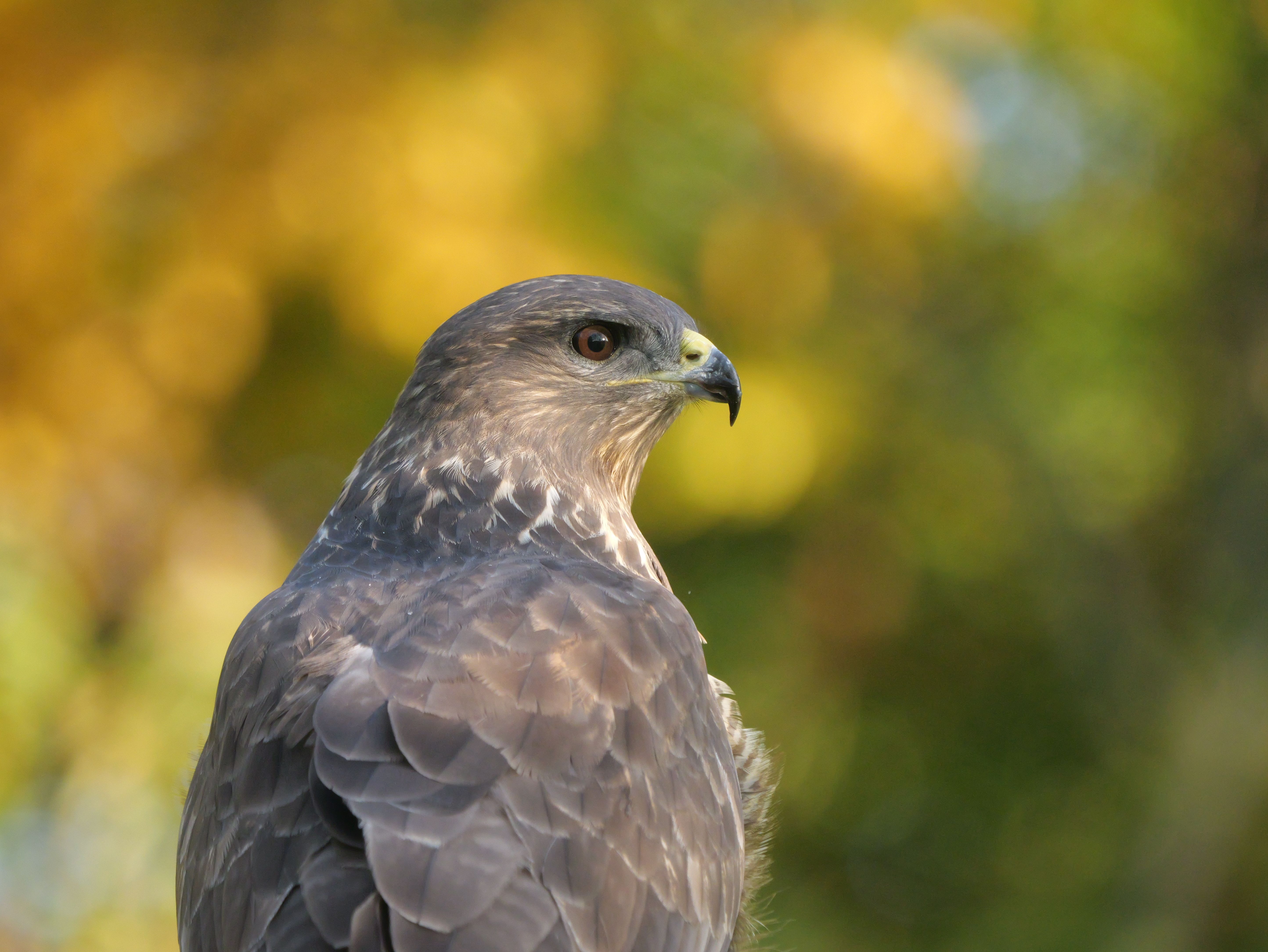 A detailed close-up of a hawk against a colorful autumn background, showcasing its striking features.