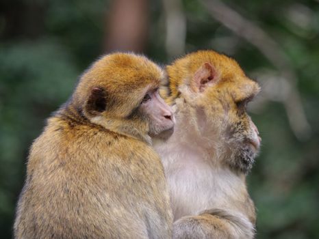 Barbary macaques sitting closely together in a lush green forest environment.