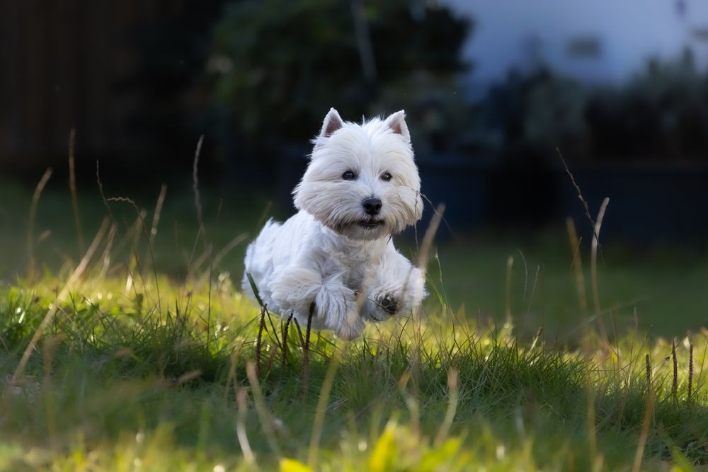 West Highland White Terrier, photo 3