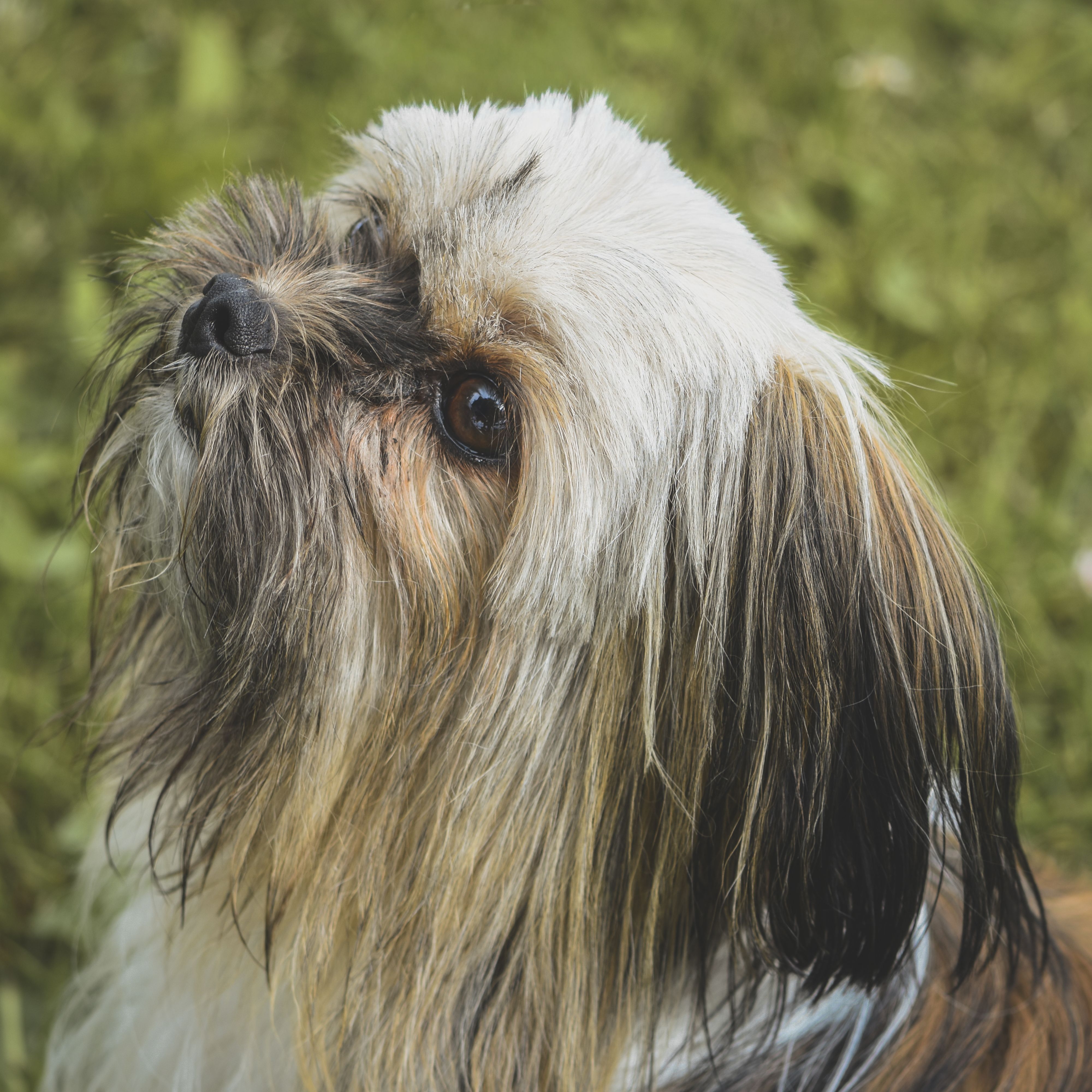 A Cute Shih Tzu in Close-up Photography · Free Stock Photo