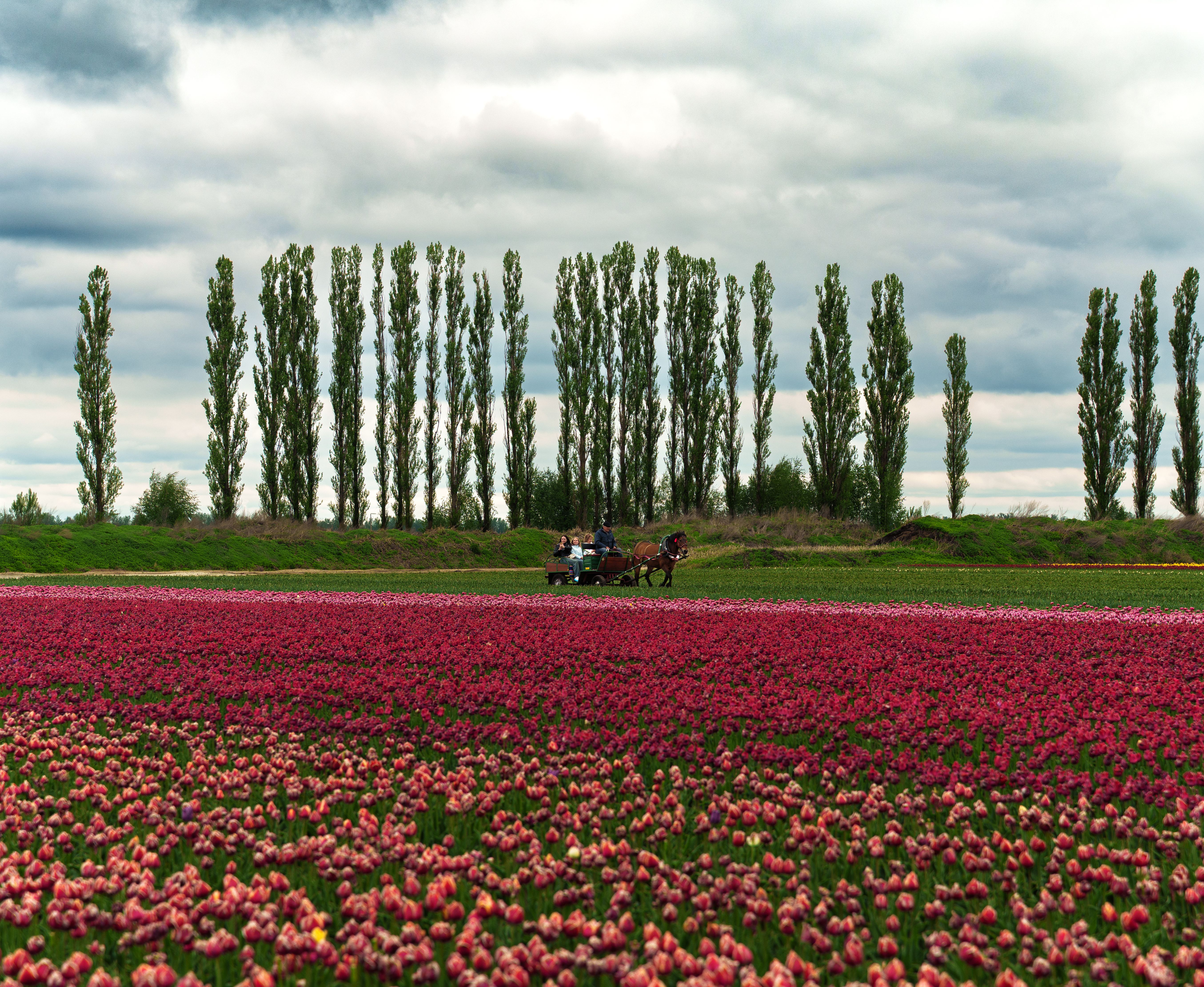 Horse-drawn carriage passing vibrant pink tulip fields with tall trees in the background under a cloudy sky.