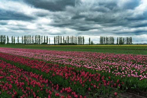 Free Lush tulip fields stretch beneath a dramatic cloudy sky, showcasing vibrant spring colors. Stock Photo