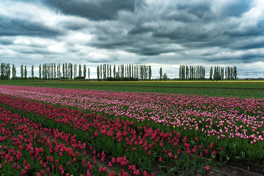 Vibrant Tulip Fields Under Dramatic Sky · Free Stock Photo