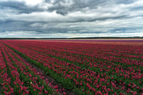 Free A vast field of vibrant red tulips stretches under a dramatic cloudy sky, exemplifying natural beauty. Stock Photo