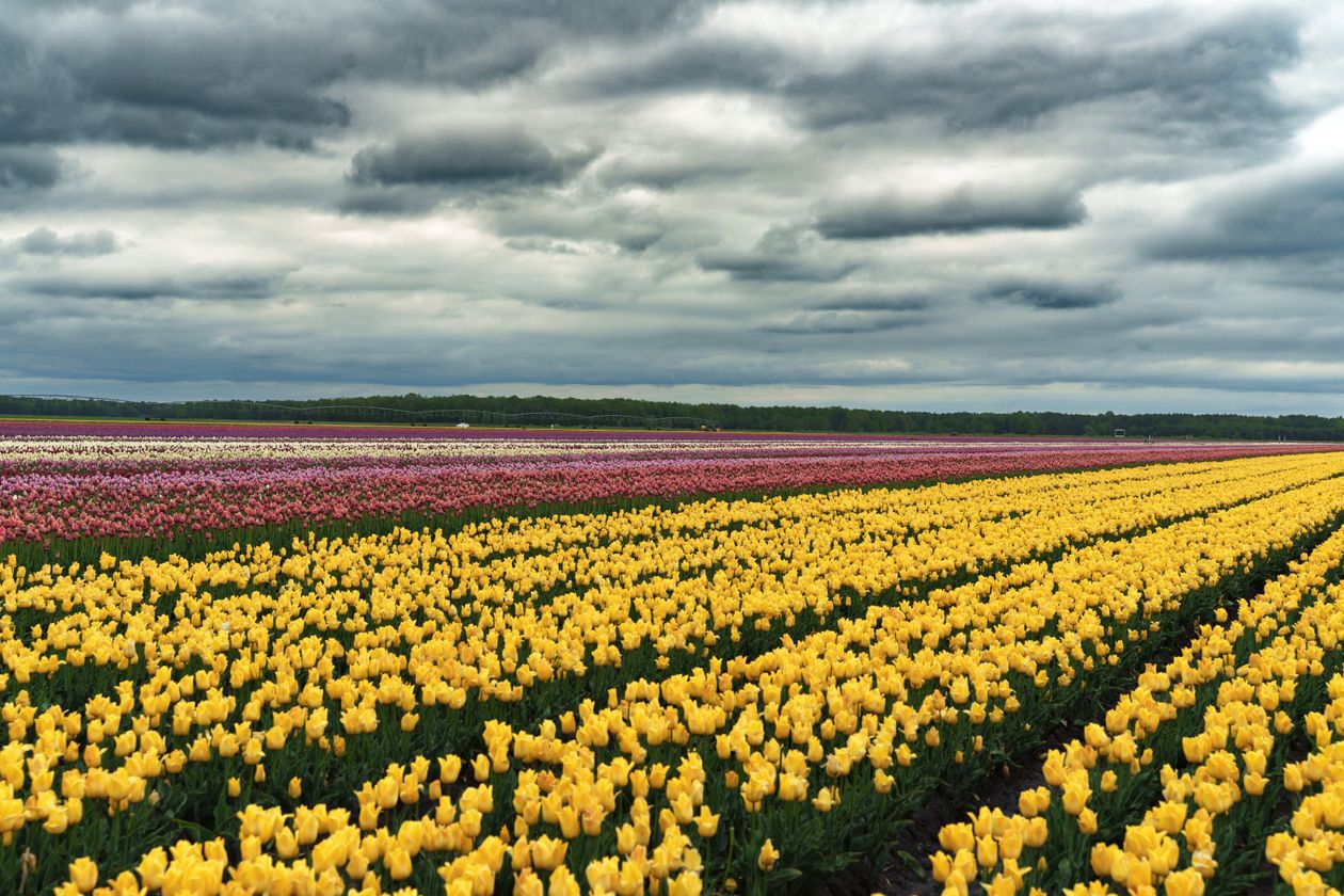 Cánh đồng hoa tulip rực rỡ trải dài dưới bầu trời