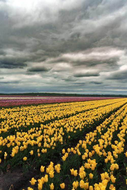 Free Colorful tulip fields stretch under a dramatic cloudy sky in Brest, Belarus. Stock Photo