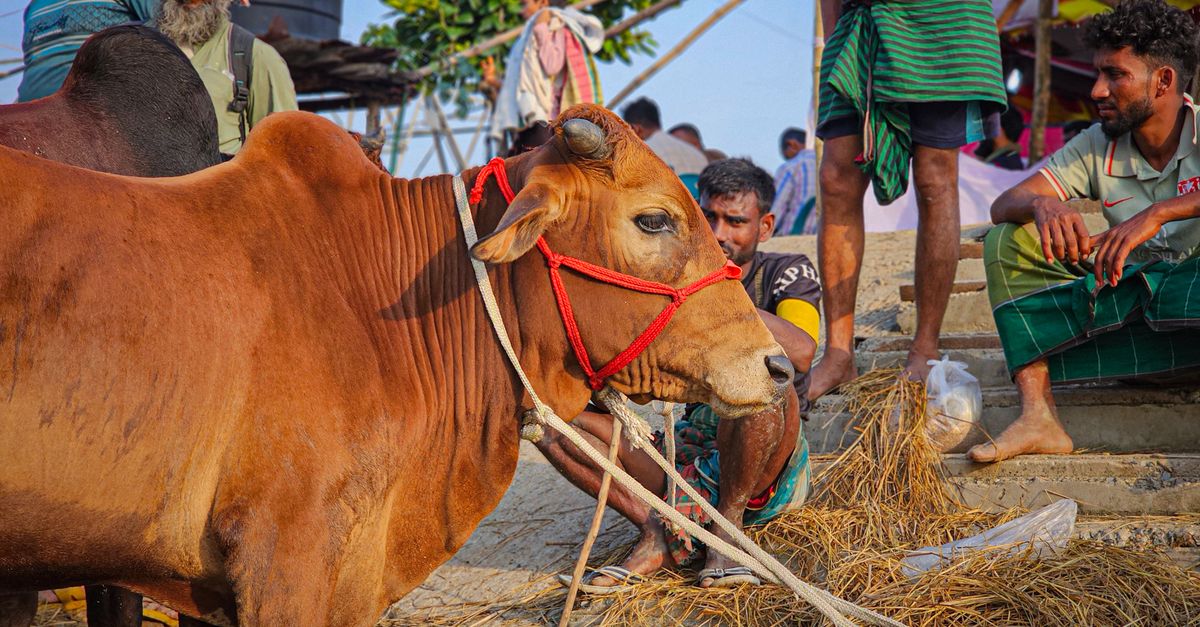 A vibrant outdoor scene at a cattle market featuring farmers with a brown cow on a sunny day.