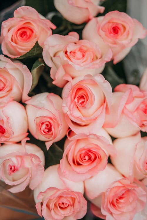 Free Pink Roses in Close Up Photography Stock Photo