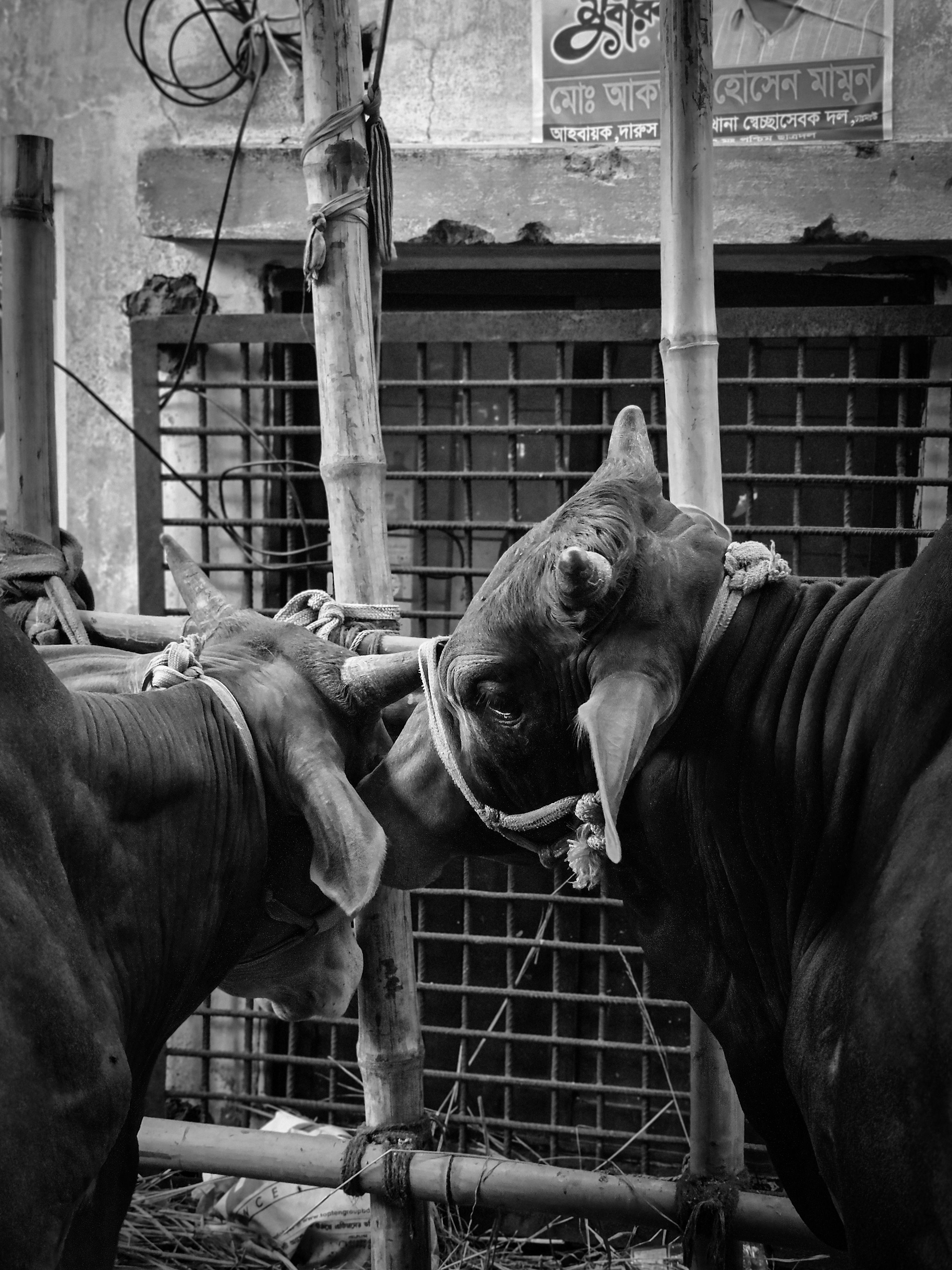 Two large bulls tied outdoors in an urban area, monochrome imagery.
