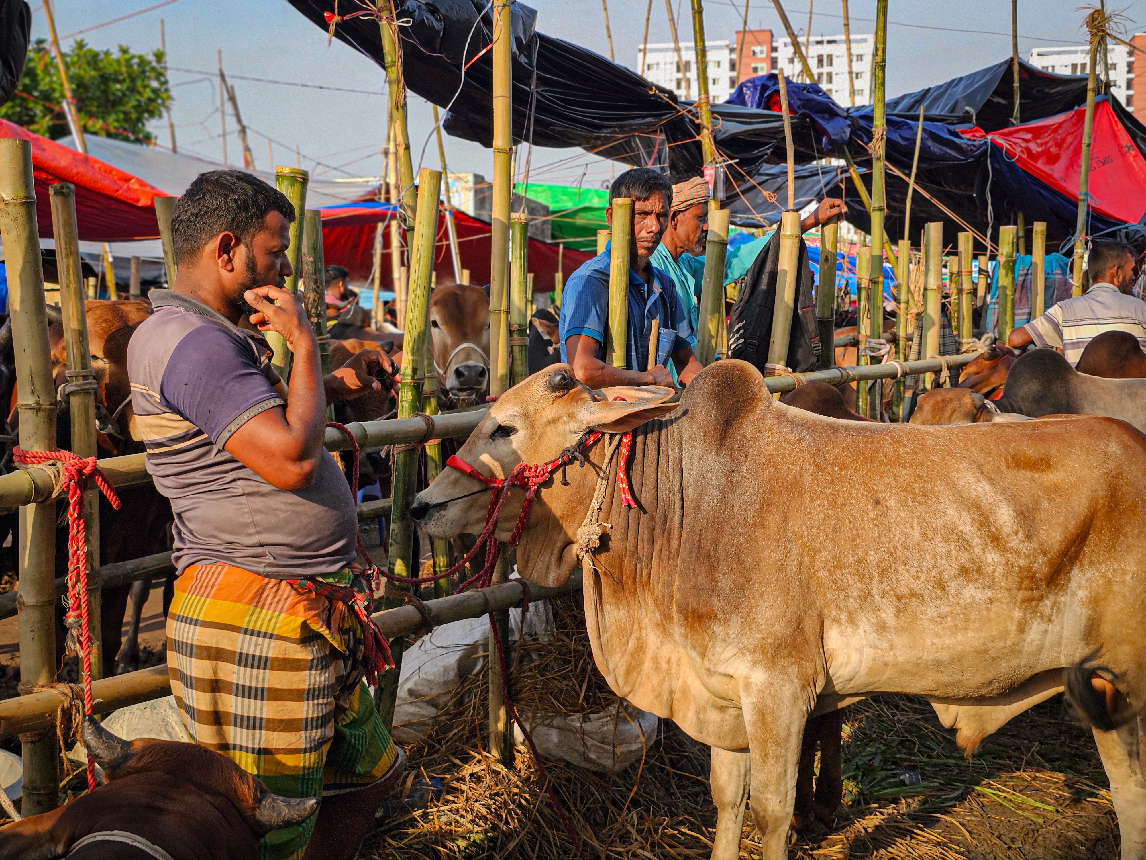 Lively livestock market scene featuring cows and traders under colorful tents.