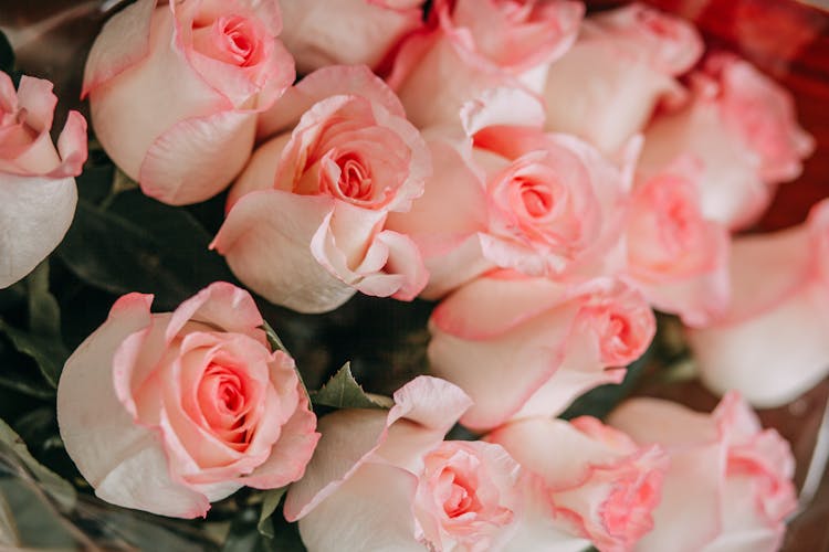 Pink Roses In Close Up Photography