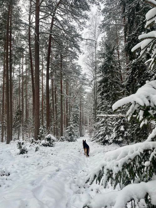 Free A snow-covered forest with a path and a lone dog walking, capturing the serene beauty of winter nature. Stock Photo